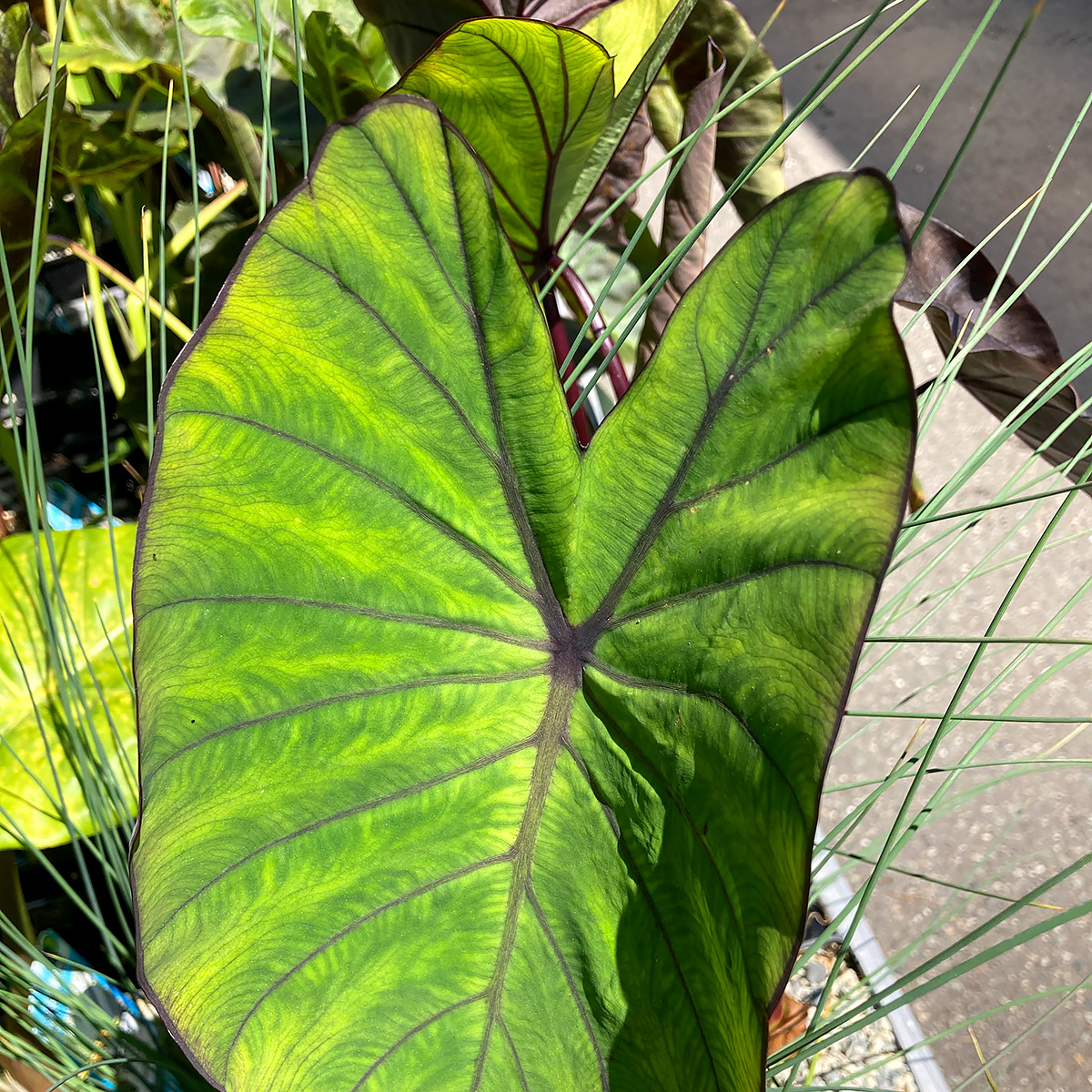 Colocasia esculenta 'Blue Hawaii'  