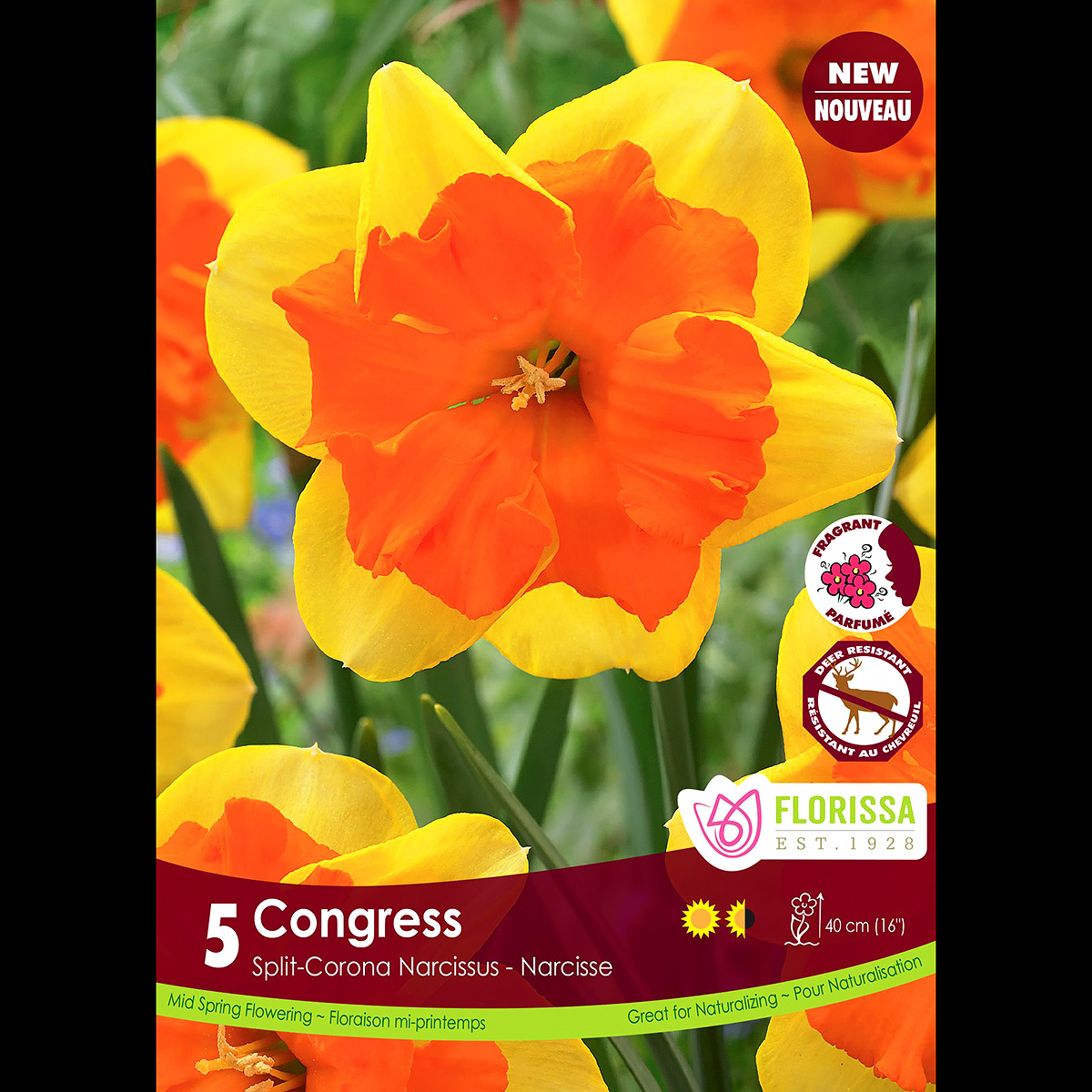 Narcissus 'Congress' Bulbs 5PK