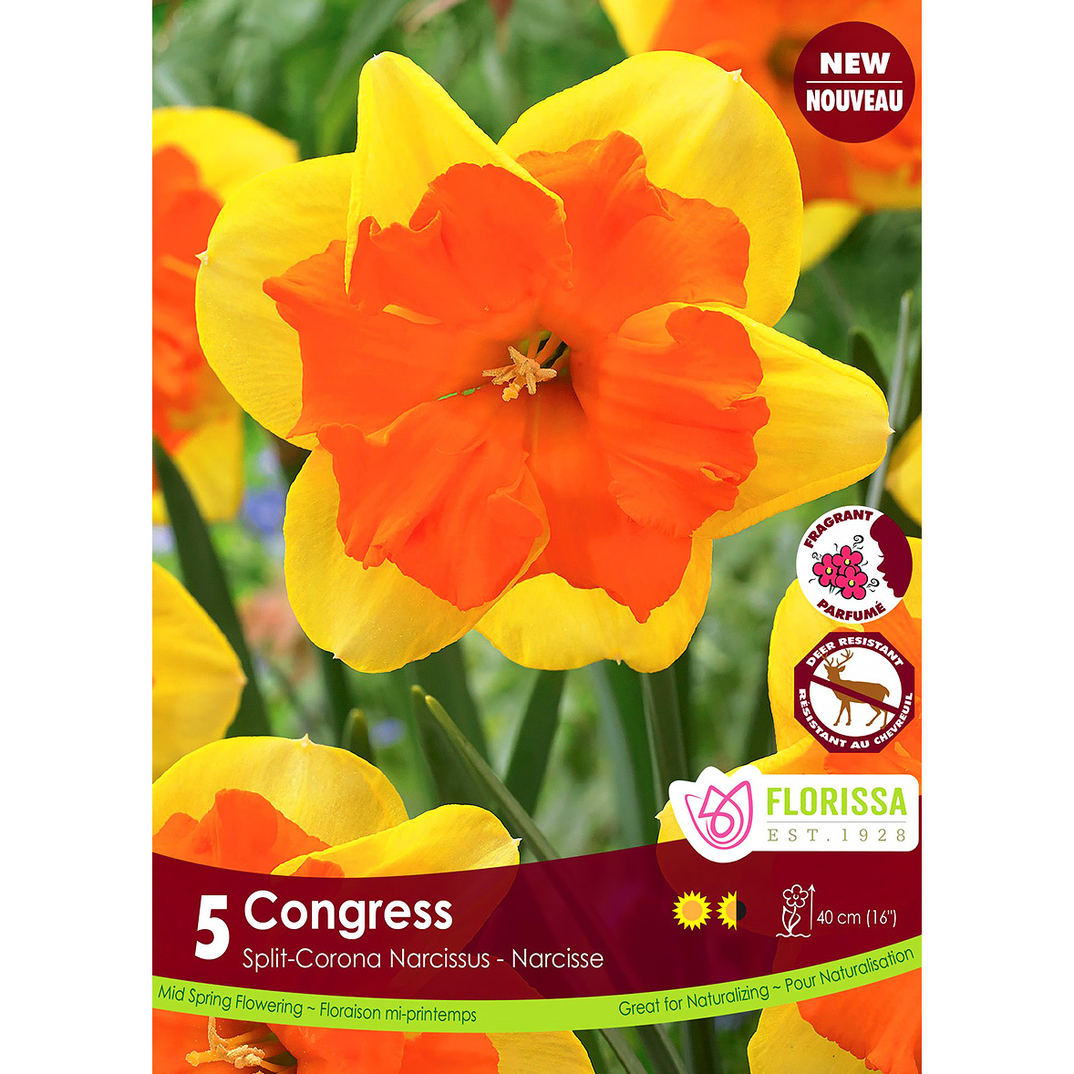 Narcissus 'Congress' Bulbs 5PK