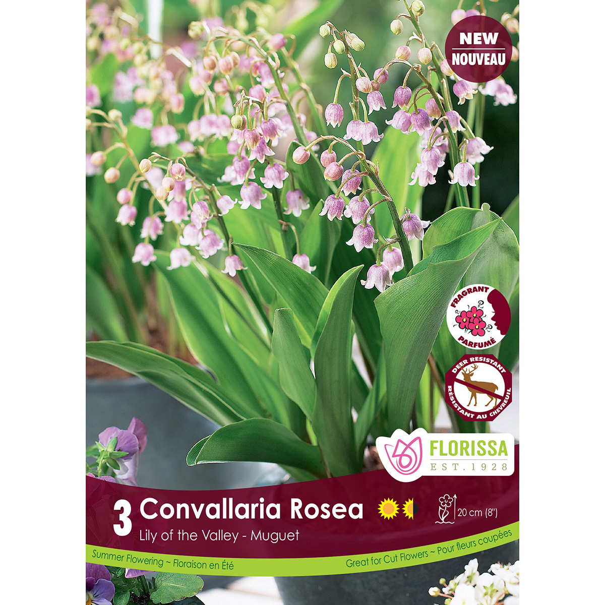 Convallaria majalis 'Rosea' Bulbs