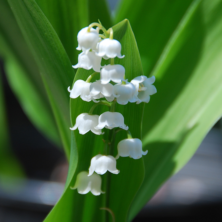 Convallaria majalis 'Rosea'