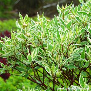 Cornus alba 'Elegantissima