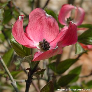 Cornus florida 'Cherokee Chief'