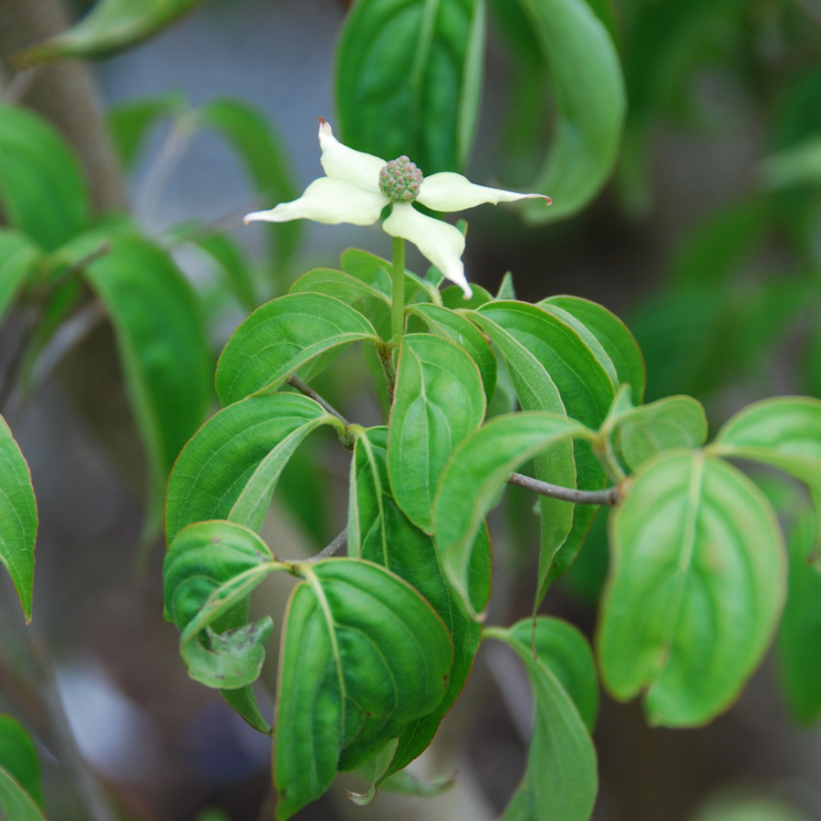 Cornus kousa 'Chinensis'