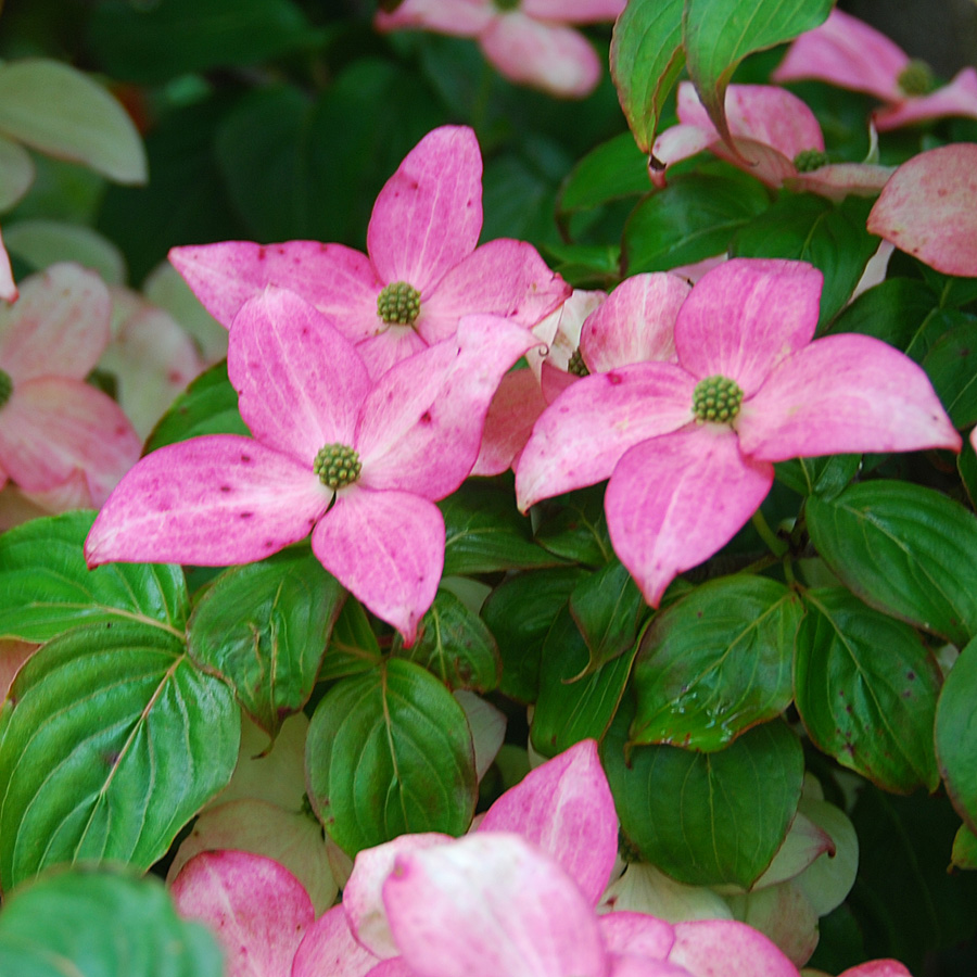 Cornus kousa 'Satomi'