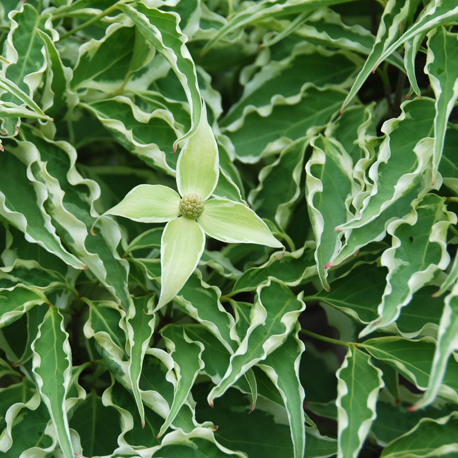 Cornus kousa chinensis 'Samaritan' 