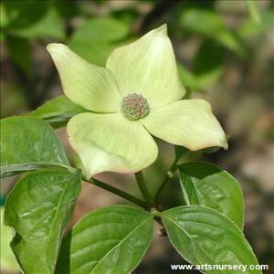 Cornus x 'Ruth Ellen'