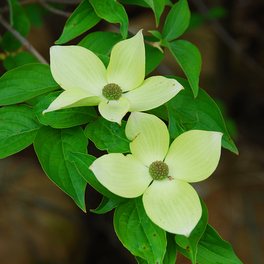 Cornus kousa x nutt 'Starlight'