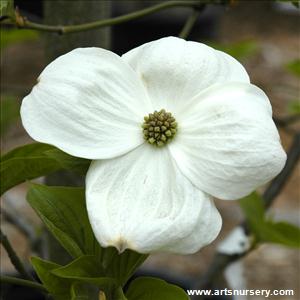 Cornus nuttallii 'Eddies White Wonder'