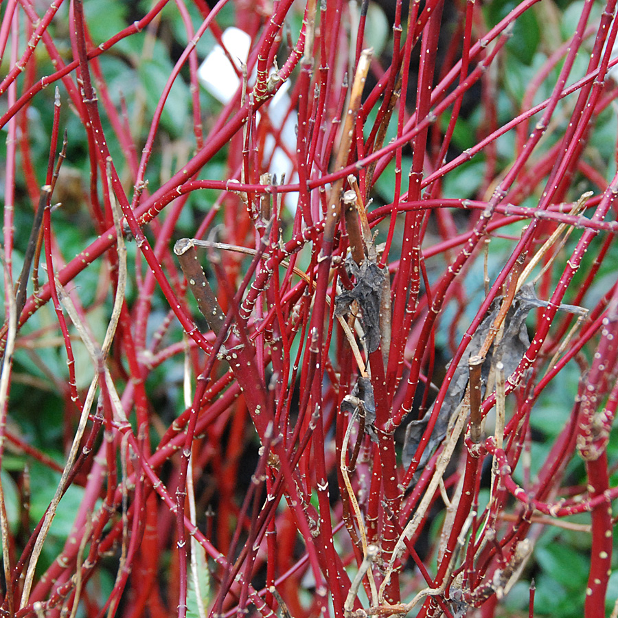 Cornus stolonifera 'Arctic Fire' 