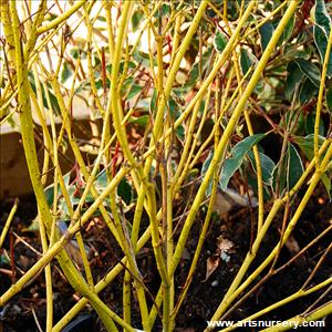 Cornus stolonifera 'Flaviramea'