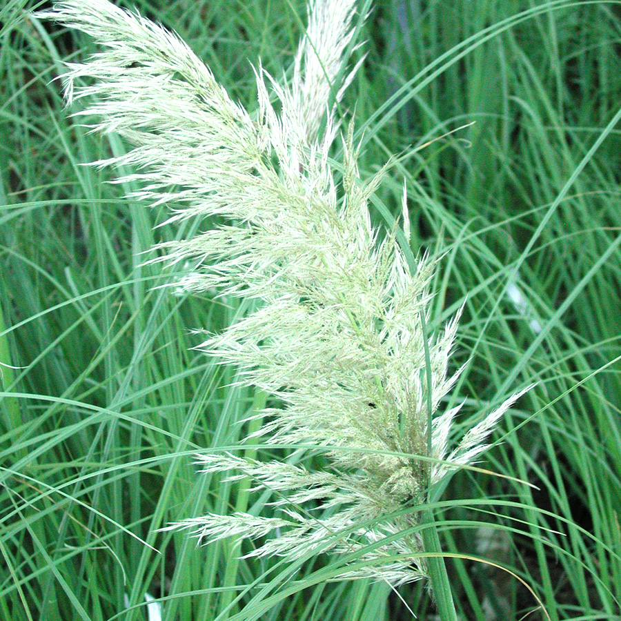 Cortaderia selloana