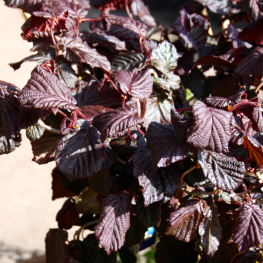 Corylus avellana 'Red Majestic' 