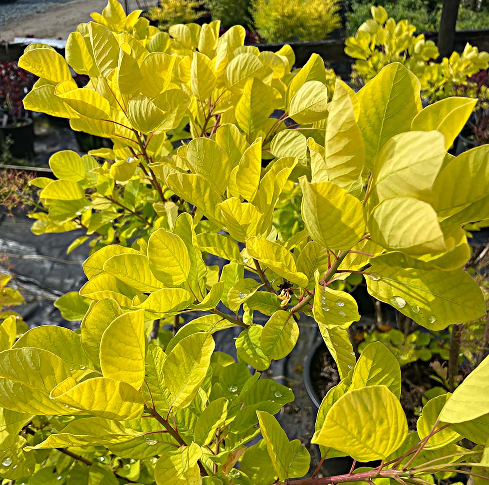 Cotinus coggygria 'Ancot' 