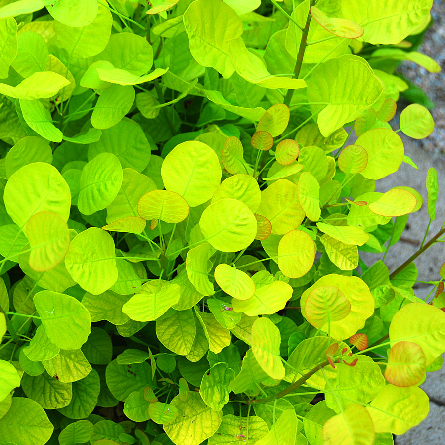 Cotinus coggygria 'Golden Spirit' 