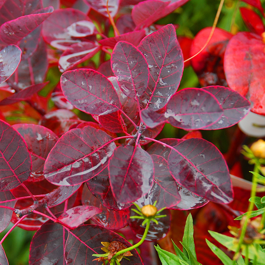 Cotinus coggygria 'Royal Purple'