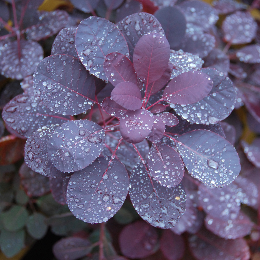 Cotinus 'Grace' - STD