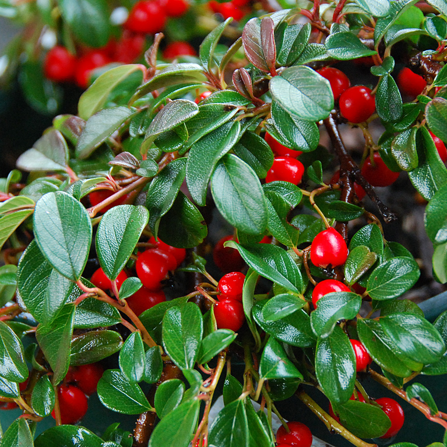 Cotoneaster dammeri 