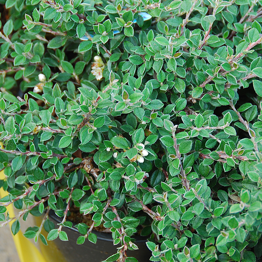 Cotoneaster glaucophyllus