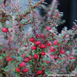 Cotoneaster microphylus thymifolius