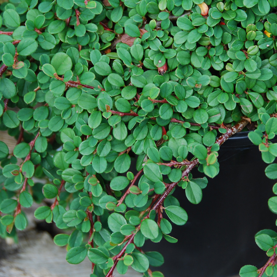 Cotoneaster_procumbens_StreibsFinding.jpg