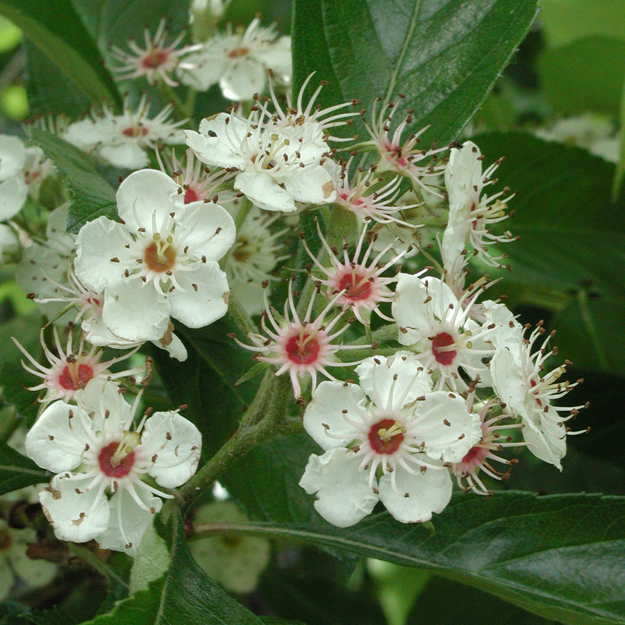 Crataegus x  lavallei 