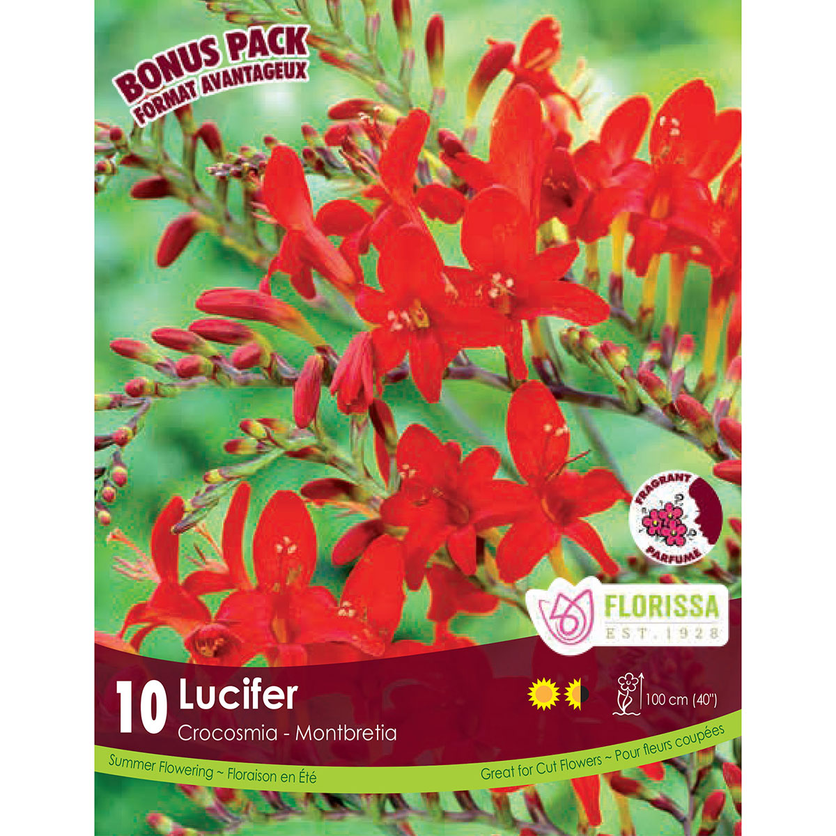 Crocosmia 'Lucifer' Bulbs