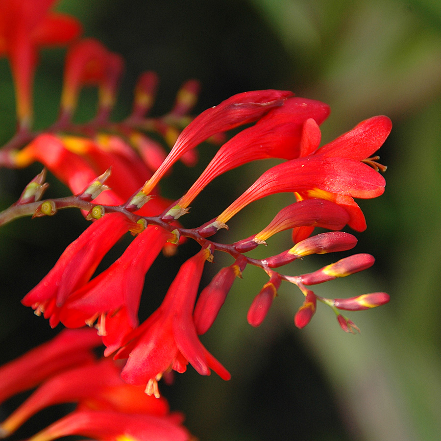 Crocosmia 'Lucifer'