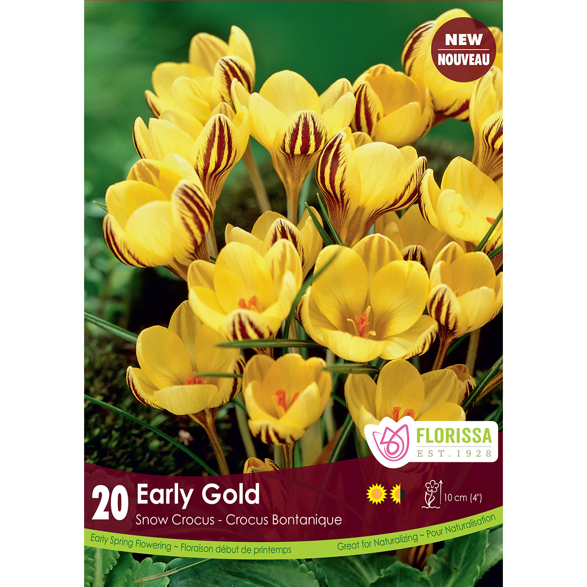 Crocus 'Early Gold' Bulbs 20PK