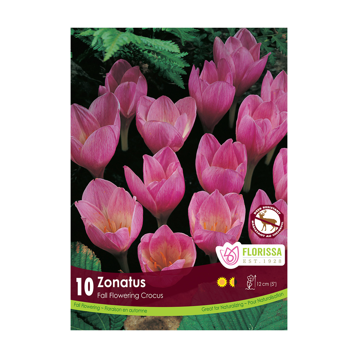 Crocus 'Zonatus' Bulbs 10PK