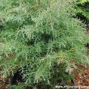 Cryptomeria japonica 'Elegans'