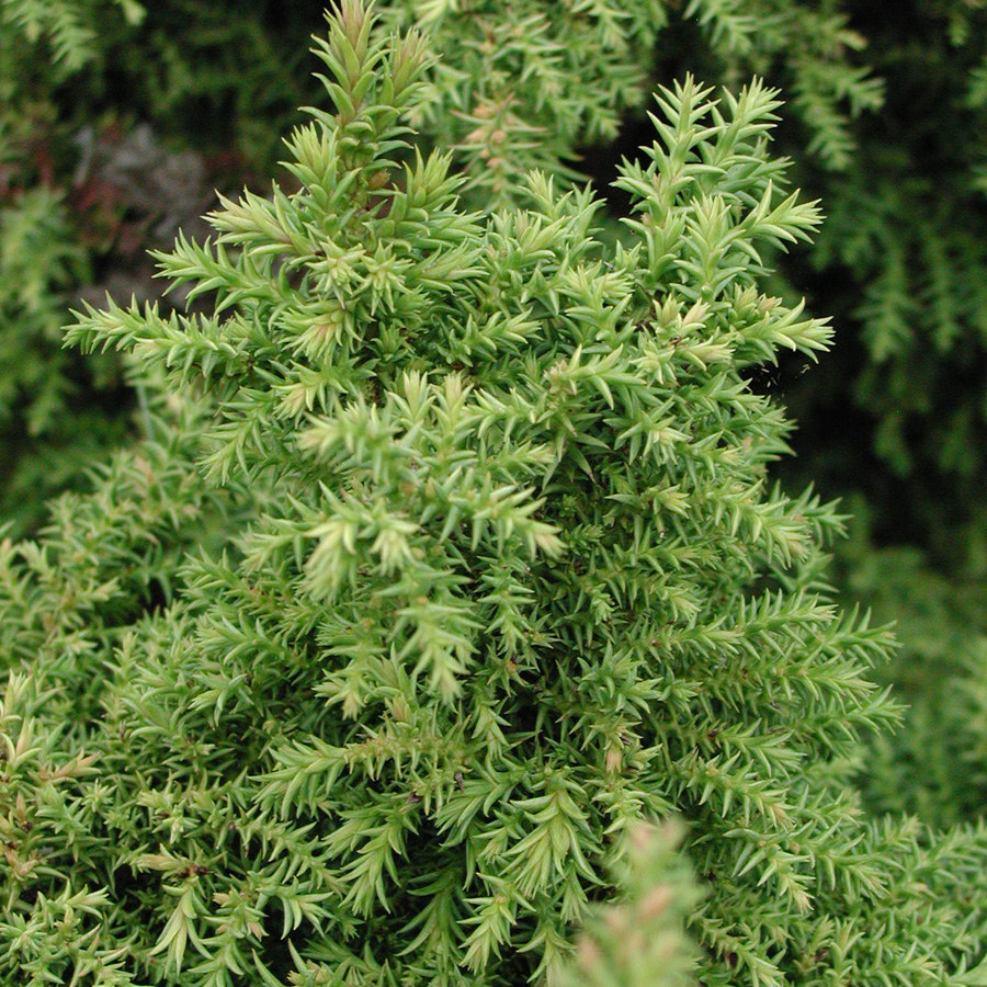 Cryptomeria japonica 'Tansu'