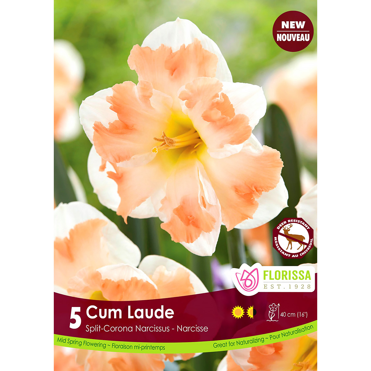 Narcissus 'Cum Laude' Bulbs 5PK