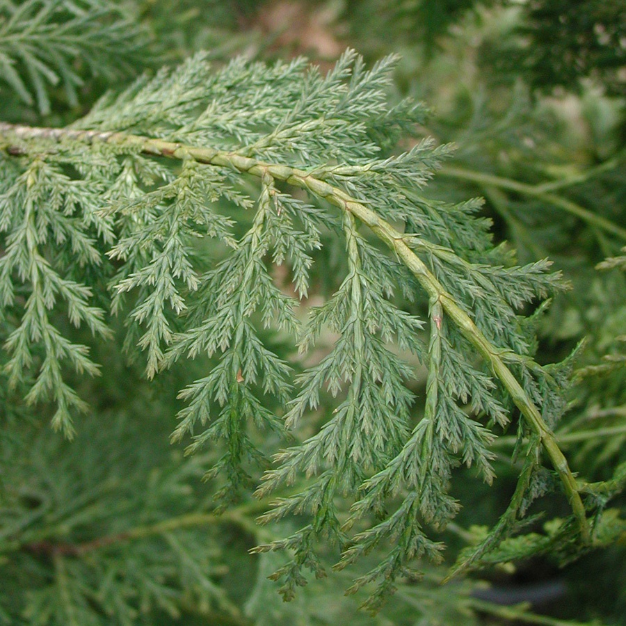 Cupressocyparis_leylandii.jpg