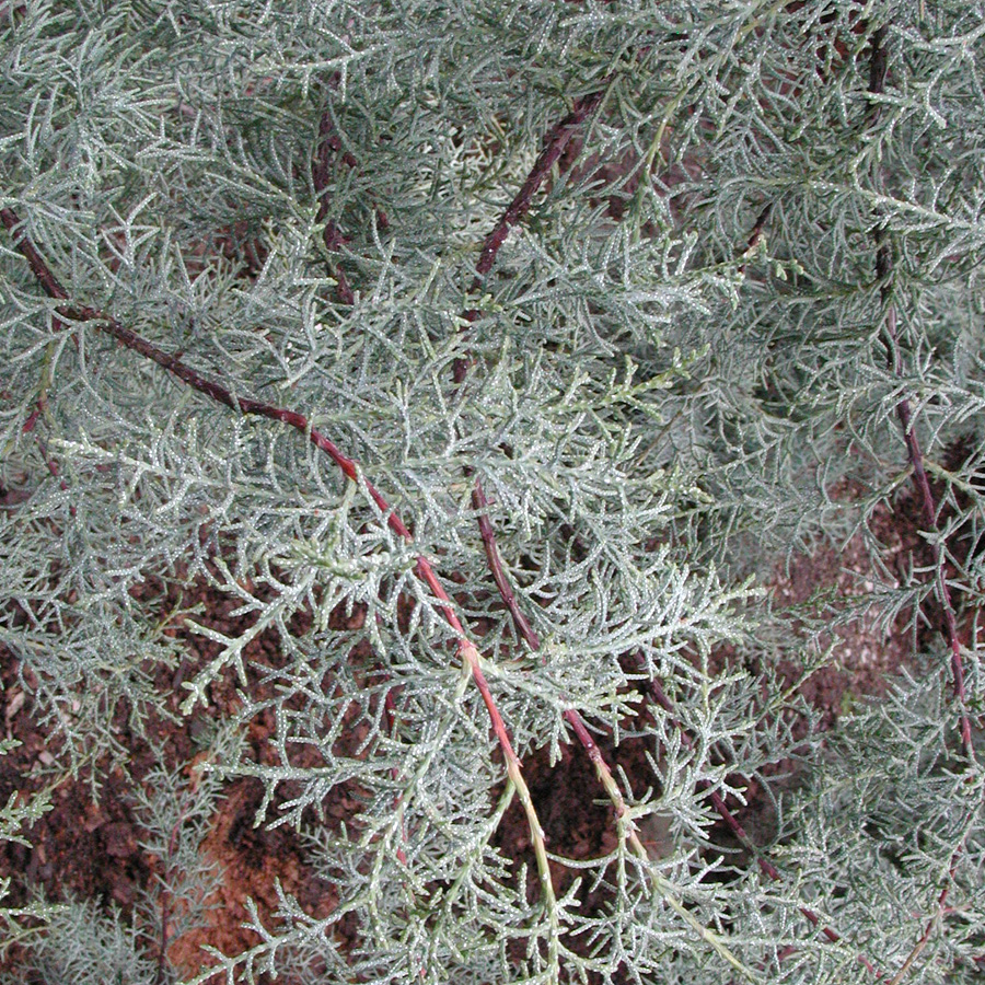 Cupressus  'Blue Ice' 