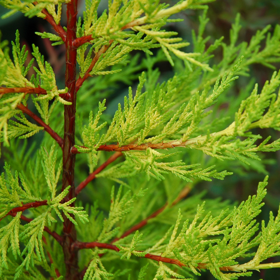 Cupressus macrocarpa 'Goldcrest'