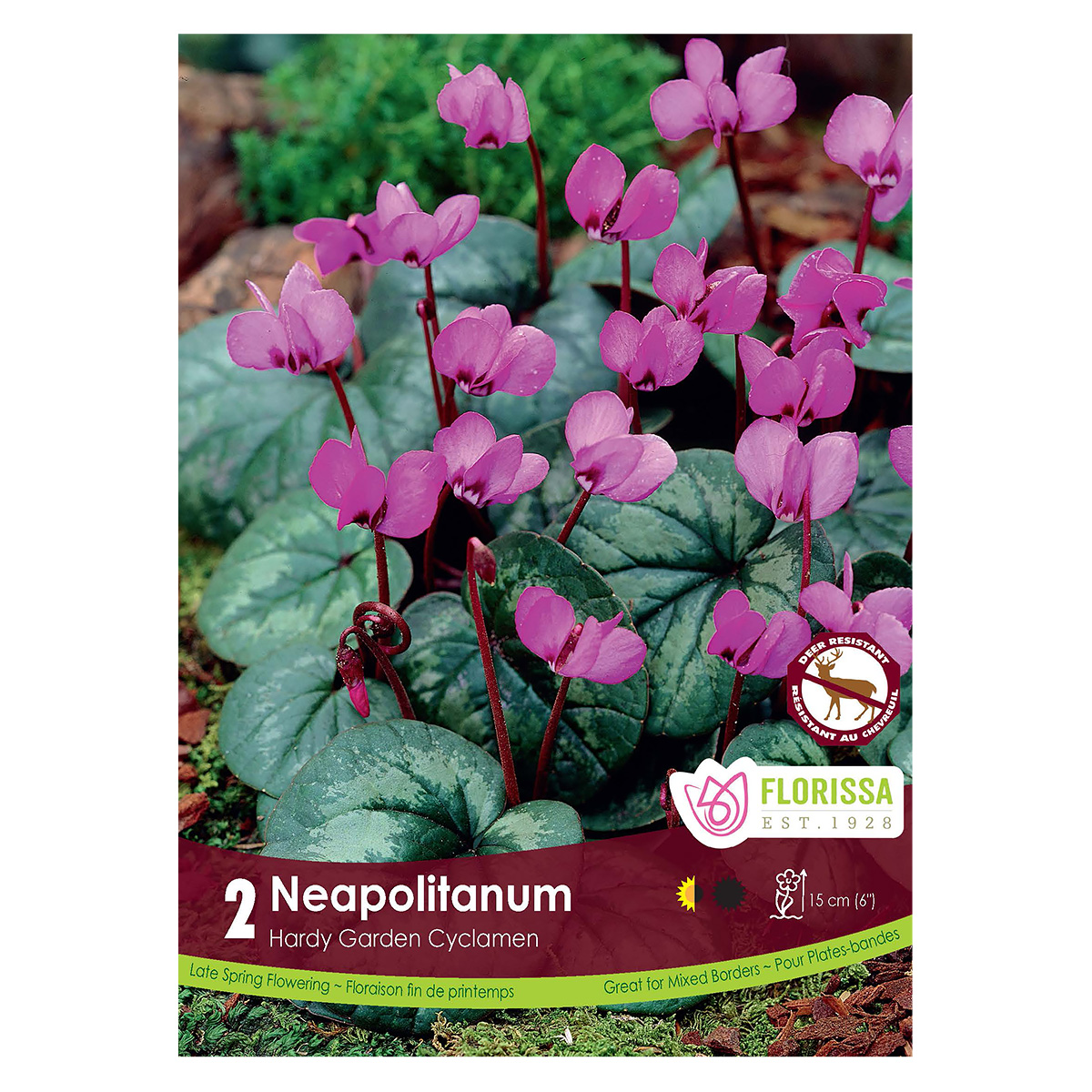 Cyclamen_Neapolitanum.jpg