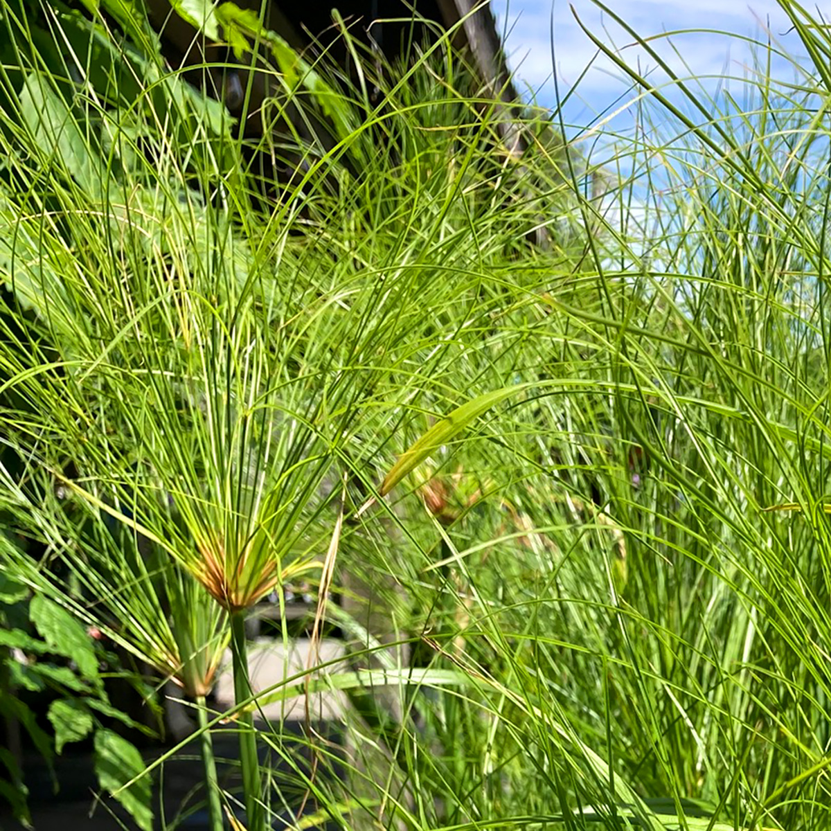 Cyperus alternifolius 