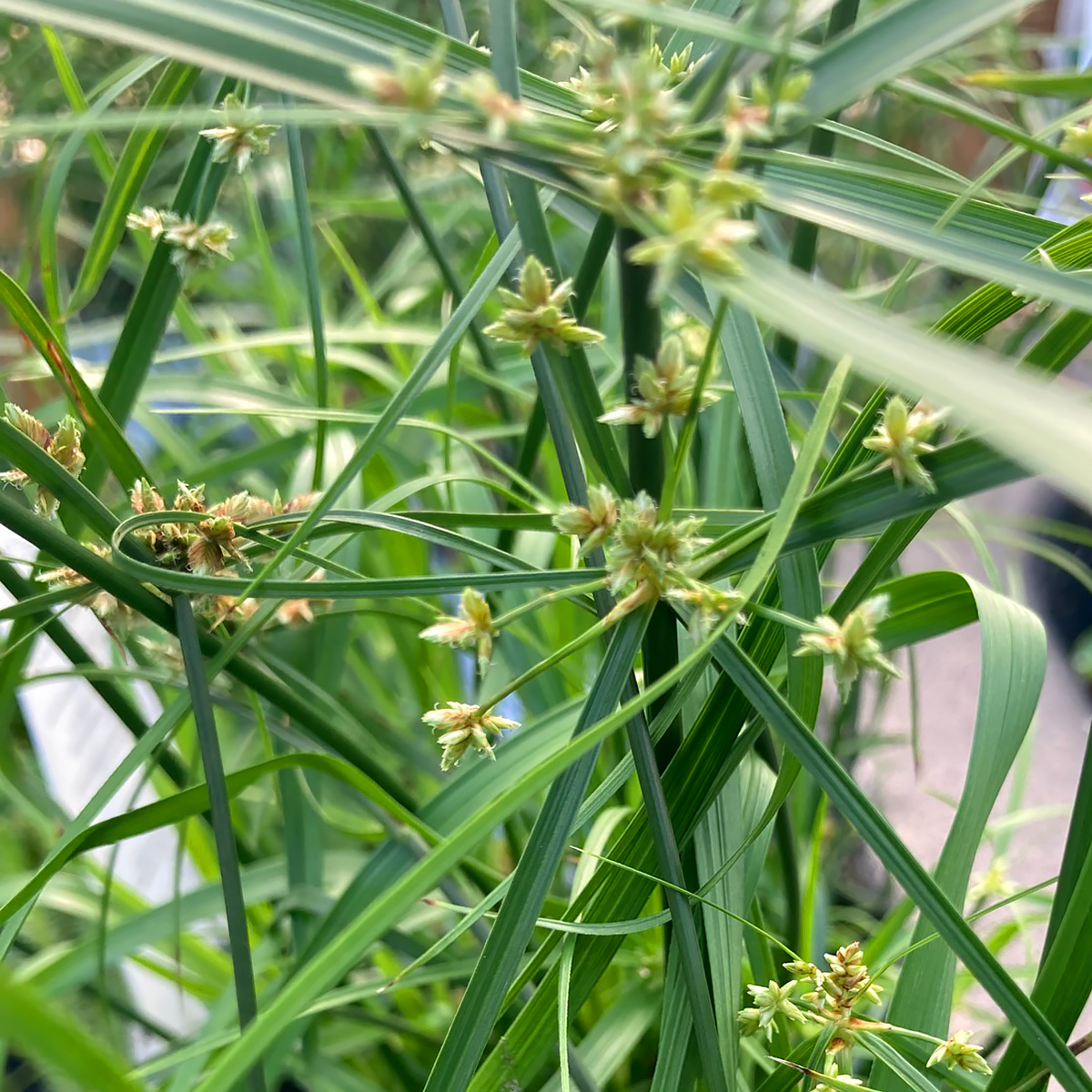 Cyperus incolucratus 'Baby Tut' 