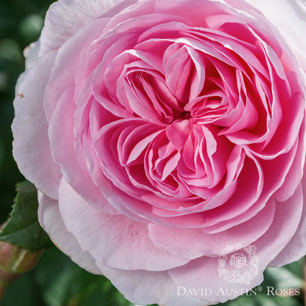 Rosa 'Ancient Mariner' David Austin