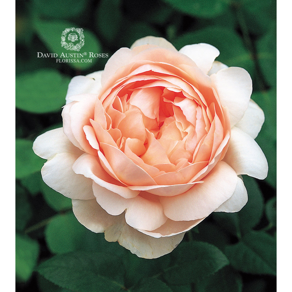 DA_Rose_Ambridge_Rose_1200px.jpg