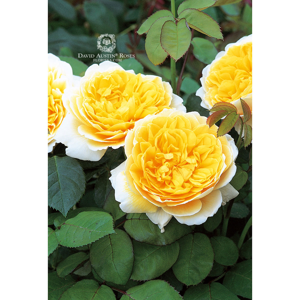 DA_Rose_Charlotte_(Auspoly)_1200px.jpg