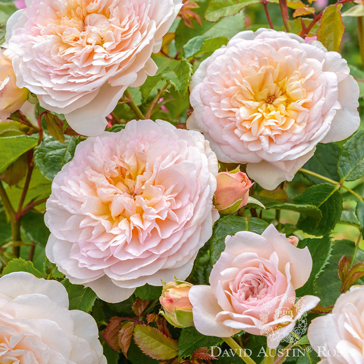 Rosa 'Emily Bronte' David Austin