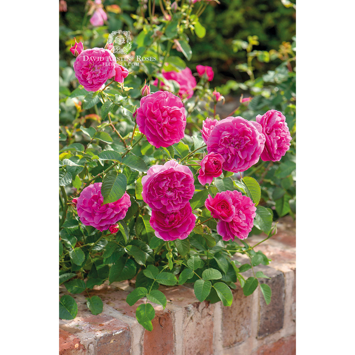 DA_Rose_England's_Rose_1200px.jpg