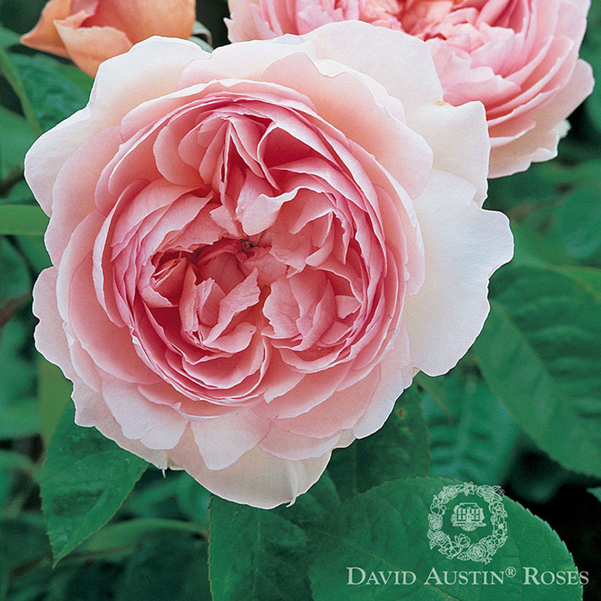 Rosa 'Gentle Hermione'