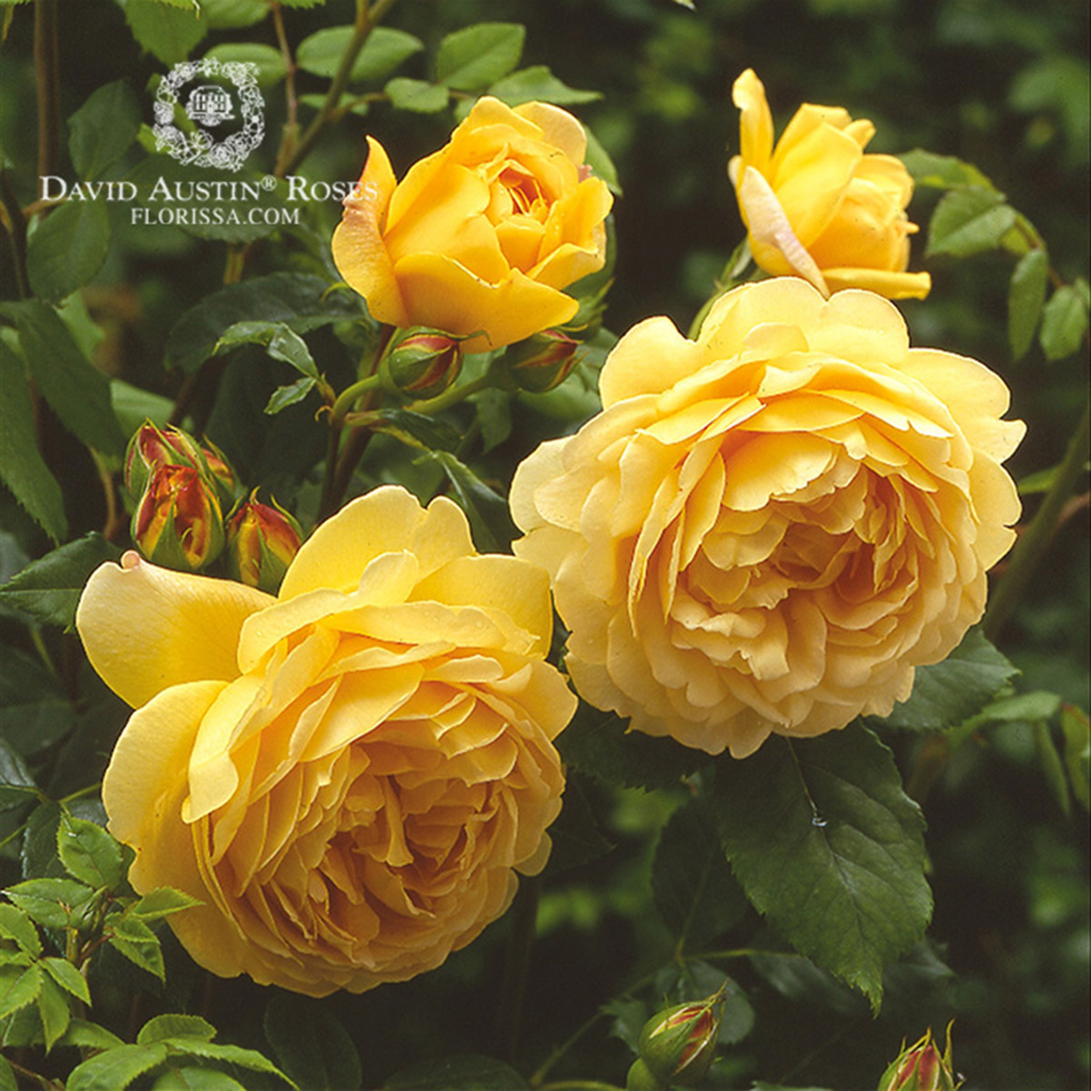 Rosa 'Golden Celebration'