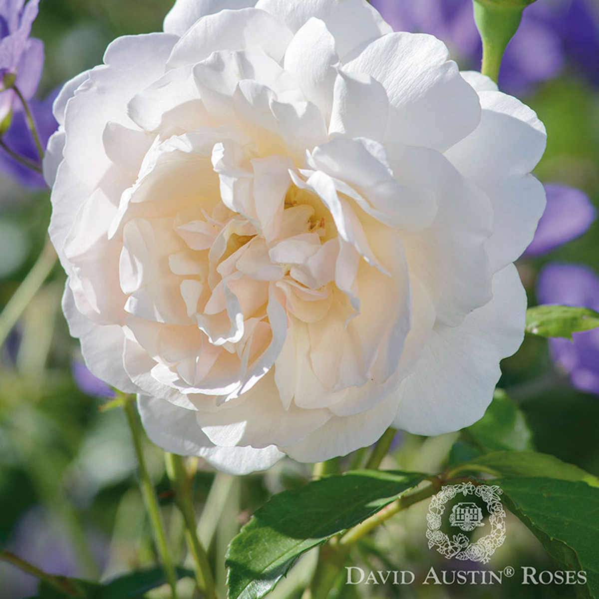 Rosa 'Lichfield Angel'