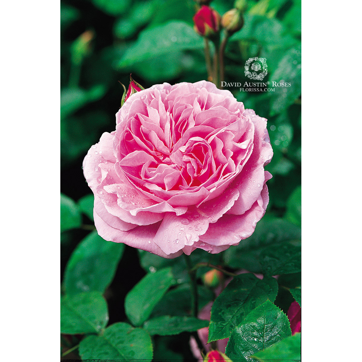 DA_Rose_Mary_Rose_(Ausmary)_1200px.jpg