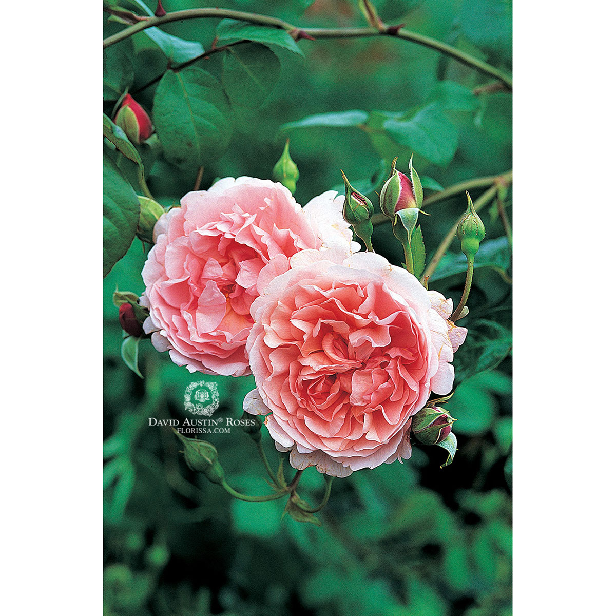 Rosa 'Strawberry Hill'