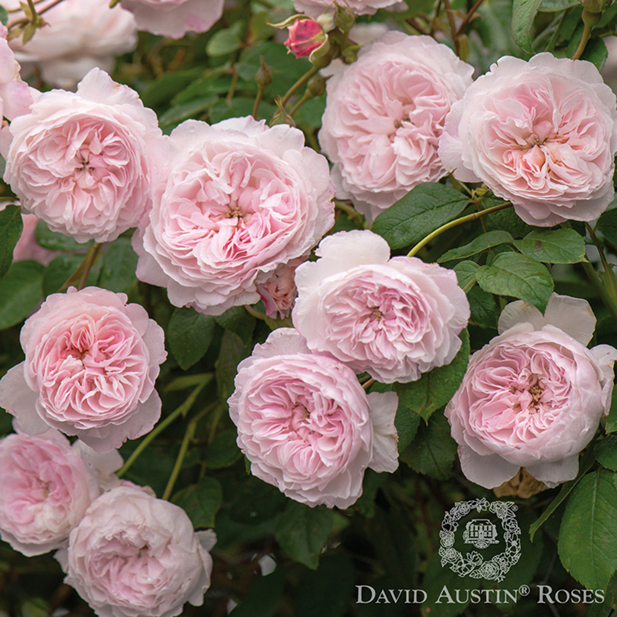 Rosa 'The Albrighton Rambler' David Austin